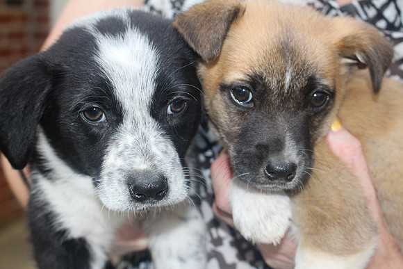 Abbie & Archie