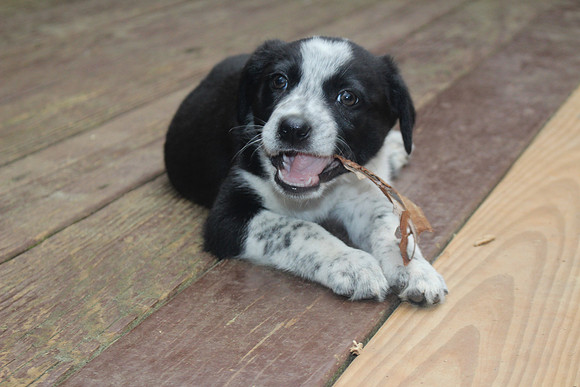 Archie