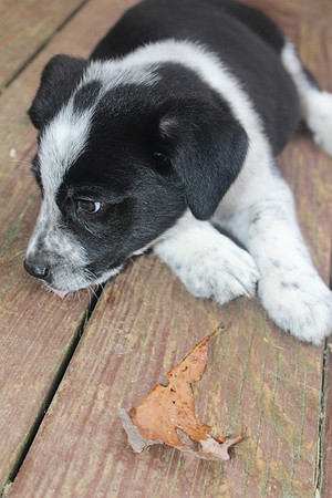 Archie