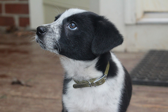 Archie