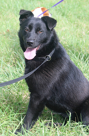 Lassie