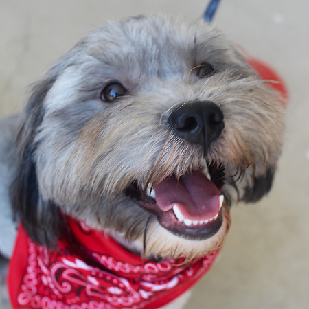 Benji