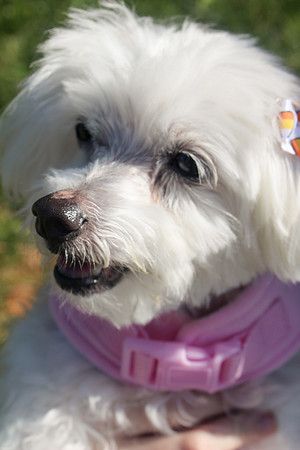 Bella