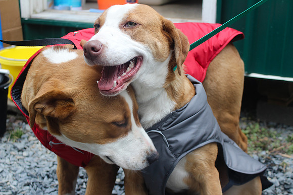 Bridget & Boxer
